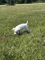 Sassy, a female Jack Russell Terrier for sale in Gaffney, SC – 4 of 5