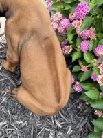 Ryker, a male Rhodesian Ridgeback for sale in Gaffney, SC – 4 of 4