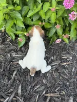 Harper, a female Jack Russell Terrier for sale in Gaffney, SC – 4 of 7
