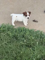 Tanner, a male Jack Russell Terrier for sale in Gaffney, SC – 2 of 4