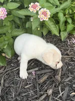 Casper, a male Jack Russell Terrier for sale in Gaffney, SC – 4 of 4