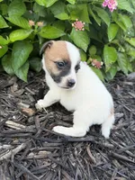 Hank, a male Jack Russell Terrier for sale in Gaffney, SC – 7 of 8