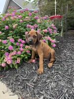 Ryker, a male Rhodesian Ridgeback for sale in Gaffney, SC – 2 of 4