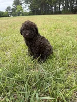Gavin, a male Goldendoodle for sale in Gaffney, SC – 2 of 9