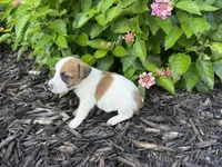 Hazel, a female Jack Russell Terrier for sale in Gaffney, SC – 6 of 6
