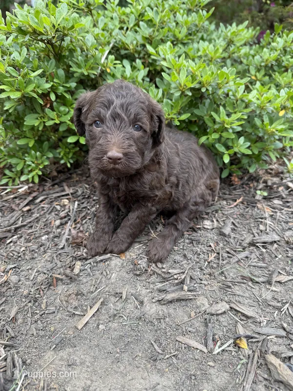 Jane – Goldendoodle puppy for sale in Gaffney, SC