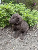 Jane, a female Goldendoodle for sale in Gaffney, SC – Photo 2 of 3