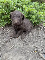 Jane, a female Goldendoodle for sale in Gaffney, SC – Photo 3 of 3