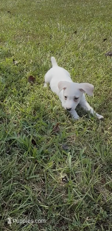 Sassy – Jack Russell Terrier puppy for sale in Gaffney, SC