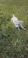 Sassy, a female Jack Russell Terrier for sale in Gaffney, SC – 1 of 5