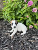 Harper, a female Jack Russell Terrier for sale in Gaffney, SC – 7 of 7