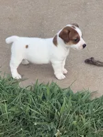 Tanner, a male Jack Russell Terrier for sale in Gaffney, SC – 3 of 4