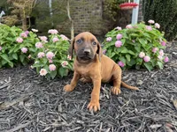Helga, a female Rhodesian Ridgeback for sale in Gaffney, SC – 2 of 4