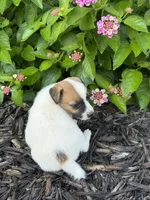 Hank, a male Jack Russell Terrier for sale in Gaffney, SC – 3 of 8