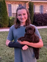 Gavin, a male Goldendoodle for sale in Gaffney, SC – 3 of 9
