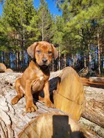 Jabar, a male Rhodesian Ridgeback for sale in Gaffney, SC – Photo 6 of 6
