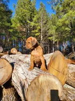 Jabar, a male Rhodesian Ridgeback for sale in Gaffney, SC – Photo 3 of 6