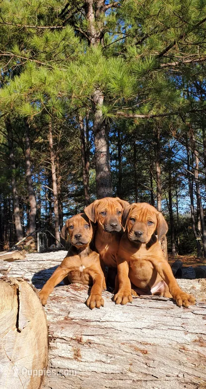 Jabar, a male Rhodesian Ridgeback for sale in Gaffney, SC – Photo 1 of 6