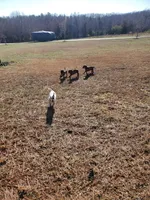 Jabar, a male Rhodesian Ridgeback for sale in Gaffney, SC – Photo 5 of 6