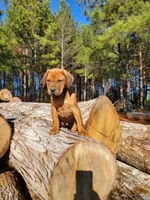 Jabar, a male Rhodesian Ridgeback for sale in Gaffney, SC – Photo 2 of 6