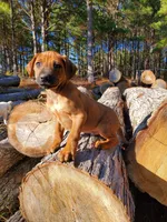 Jabar, a male Rhodesian Ridgeback for sale in Gaffney, SC – Photo 4 of 6