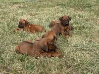 Helga, a female Rhodesian Ridgeback for sale in Gaffney, SC – 4 of 4