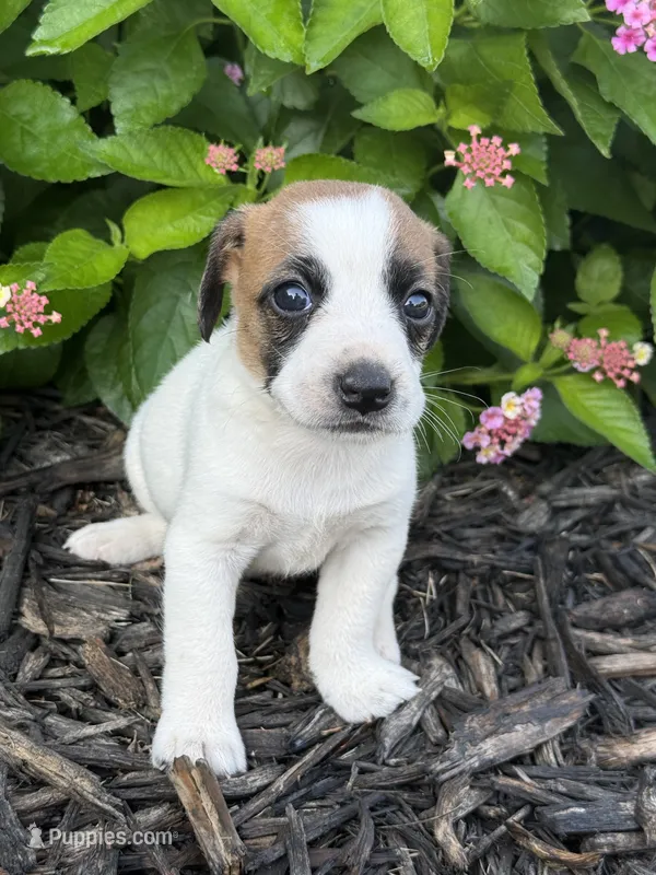 Harper – Jack Russell Terrier puppy for sale in Gaffney, SC