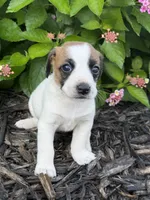 Harper, a female Jack Russell Terrier for sale in Gaffney, SC – 1 of 7