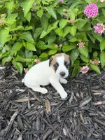 Harper, a female Jack Russell Terrier for sale in Gaffney, SC – 6 of 7