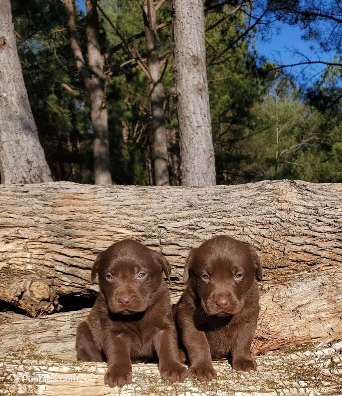 Chocolate, a male Labrador Retriever for sale in Gaffney, SC – Photo 1 of 4