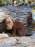Chocolate, a male Labrador Retriever for sale in Gaffney, SC – Photo 4 of 4