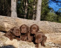 Chocolate, a male Labrador Retriever for sale in Gaffney, SC – Photo 2 of 4