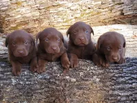 Chocolate, a male Labrador Retriever for sale in Gaffney, SC – Photo 3 of 4