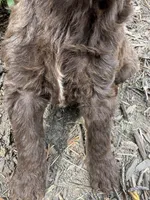 Fern, a female Goldendoodle for sale in Gaffney, SC – Photo 4 of 5