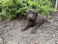 Fern, a female Goldendoodle for sale in Gaffney, SC – Photo 5 of 5
