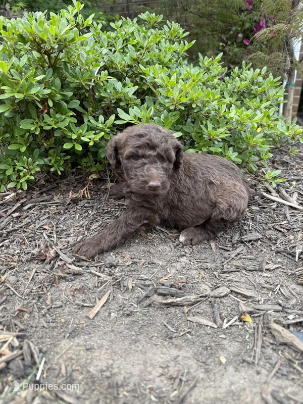 Fern – Goldendoodle puppy for sale in Gaffney, SC