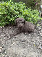 Fern, a female Goldendoodle for sale in Gaffney, SC – Photo 1 of 5