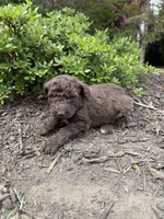 Fern, a female Goldendoodle for sale in Gaffney, SC – Photo 2 of 5