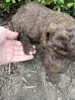 Fern, a female Goldendoodle for sale in Gaffney, SC – Photo 3 of 5