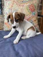 Ollie, a male Jack Russell Terrier for sale in Gaffney, SC – 3 of 3