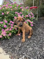 Ryker, a male Rhodesian Ridgeback for sale in Gaffney, SC – 3 of 4