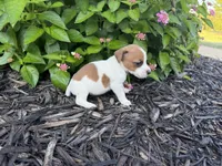 Harry, a male Jack Russell Terrier for sale in Gaffney, SC – 5 of 5