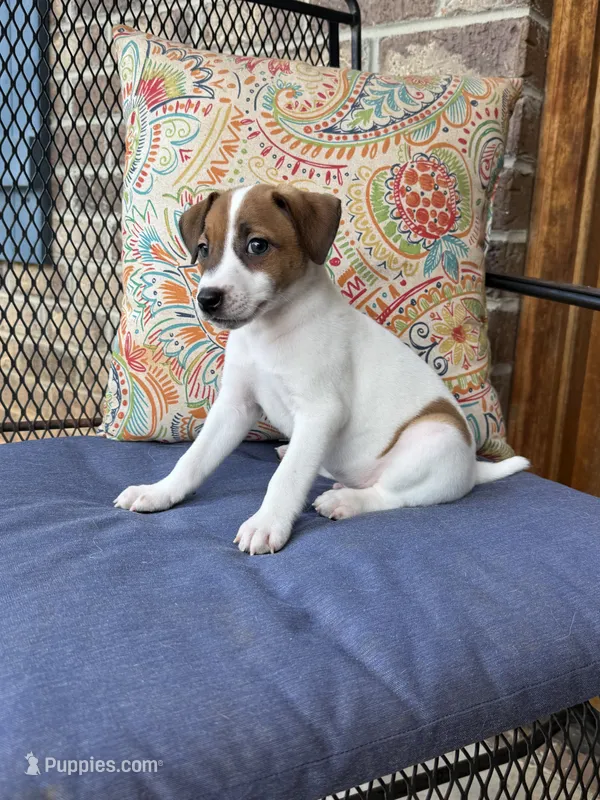 Ollie – Jack Russell Terrier puppy for sale in Gaffney, SC