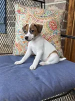Ollie, a male Jack Russell Terrier for sale in Gaffney, SC – 1 of 3