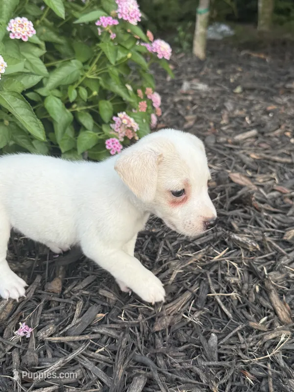 Casper – Jack Russell Terrier puppy for sale in Gaffney, SC