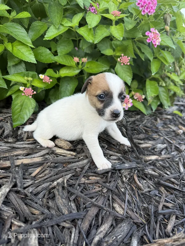 Hank – Jack Russell Terrier puppy for sale in Gaffney, SC