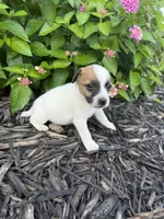 Hank, a male Jack Russell Terrier for sale in Gaffney, SC – 1 of 8