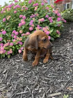 Rory, a male Rhodesian Ridgeback for sale in Gaffney, SC – 3 of 5