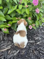 Hazel, a female Jack Russell Terrier for sale in Gaffney, SC – 4 of 6