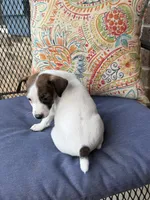 George, a male Jack Russell Terrier for sale in Gaffney, SC – 4 of 4